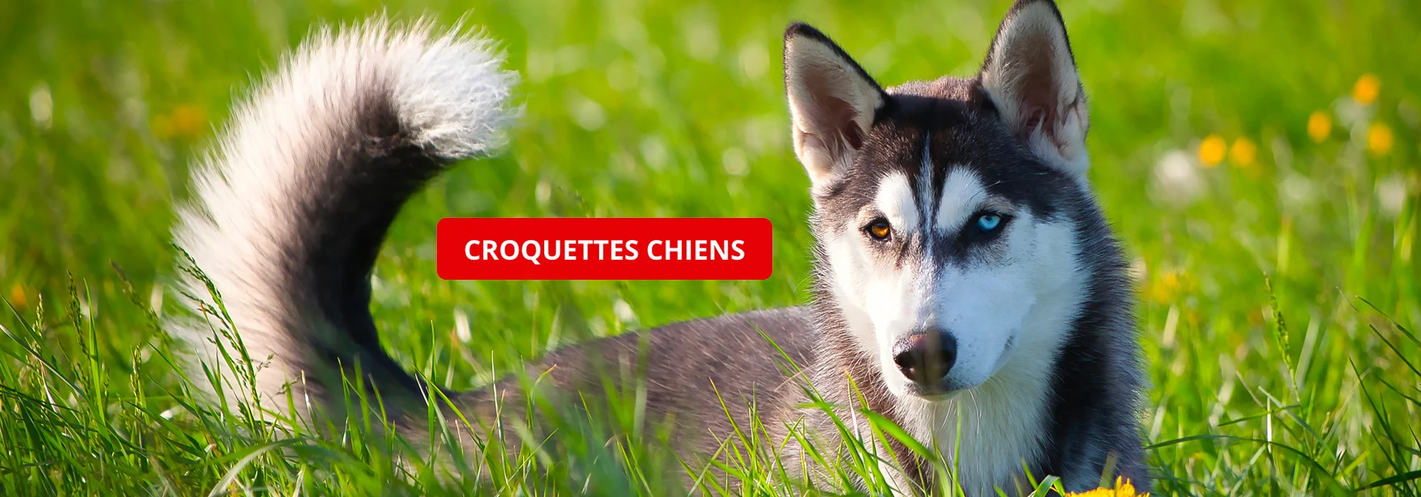 Croquettes chien Auvergne croquettes