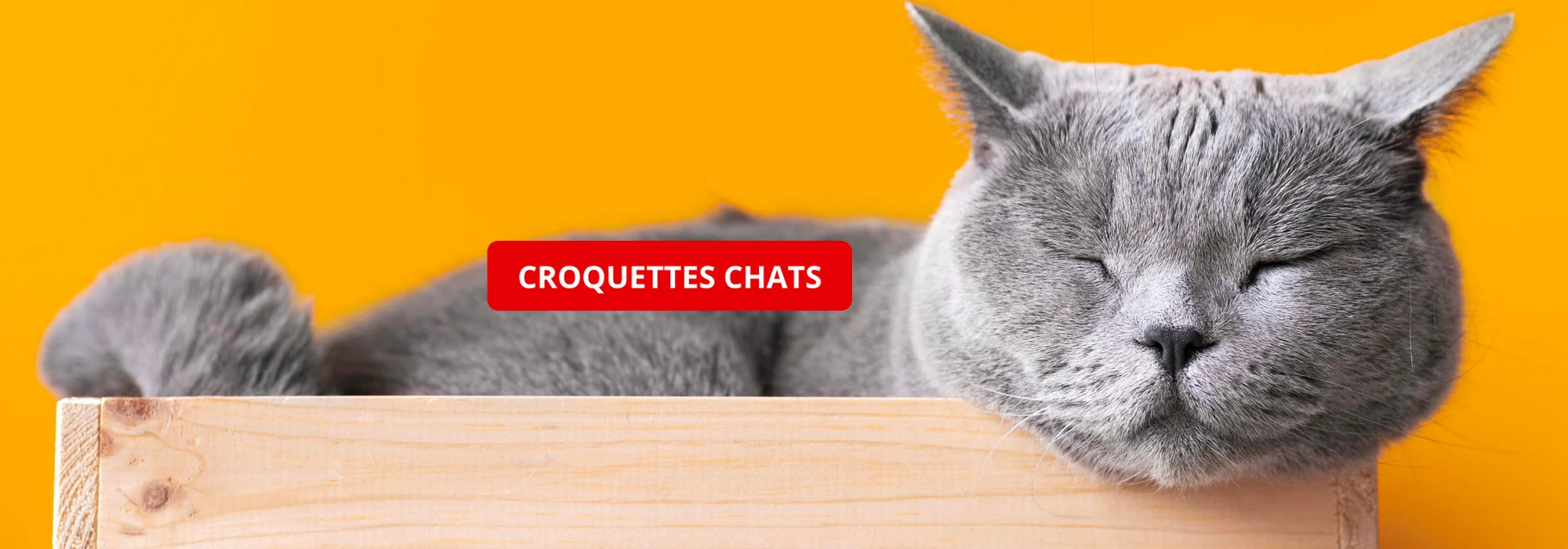 Croquettes chats Auvergne croquettes